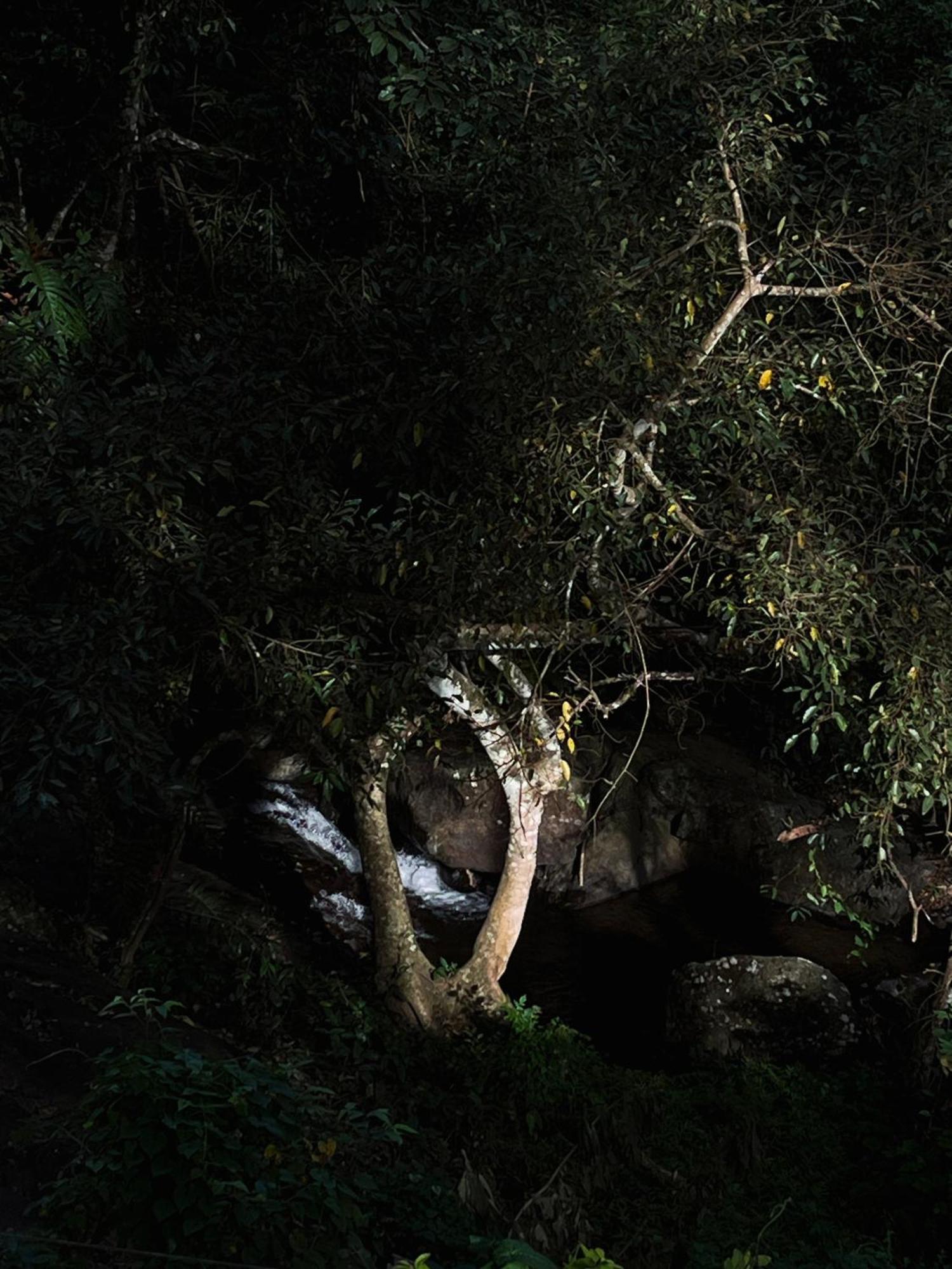 Mahout Resort Wayanad - An Experiential Jungle Stay With Waterfall カルペッタ エクステリア 写真